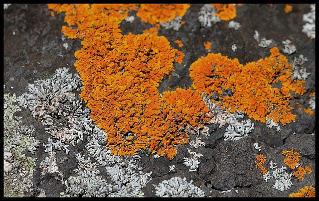 Parmelie et xanthoria parietina sur basalte