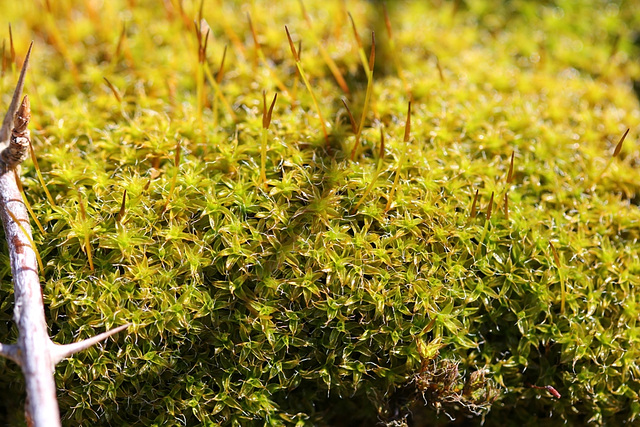 Tortula muralis- bryophyte