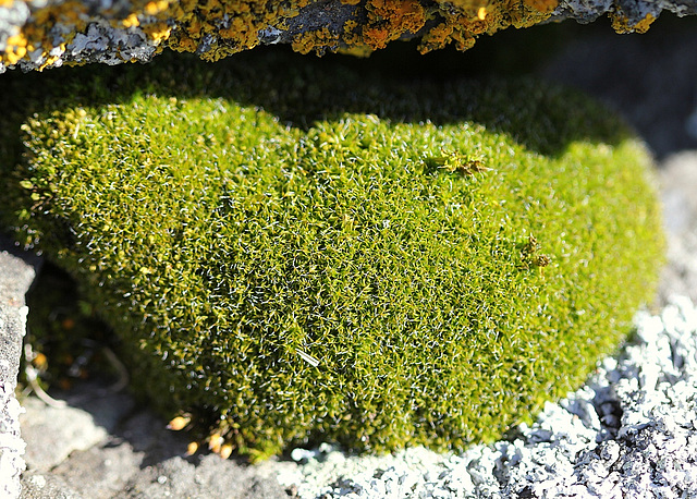 Grimmia pulvinata - Bryophyte