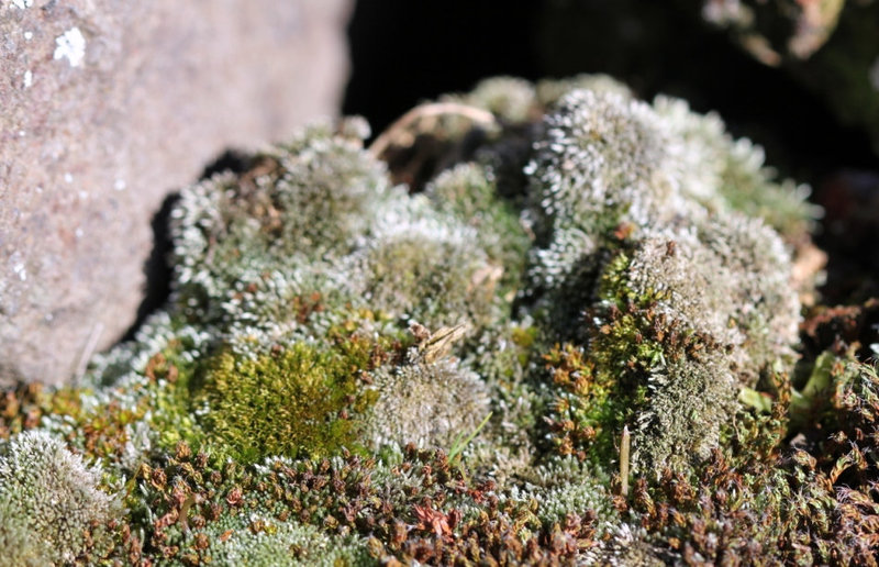 Bryum argenteum(Bryophyte)