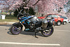 105.CherryBlossoms.TidalBasin.SW.WDC.31March2006