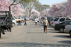 109.CherryBlossoms.TidalBasin.SW.WDC.31March2006