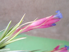 tillandsia aeranthos P4200192