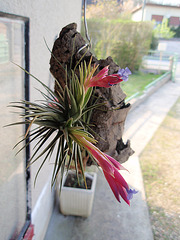 tillandsia aeranthos P4200194