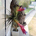 tillandsia aeranthos P4200194