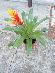 vriesea P4240247