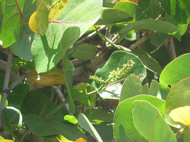 Green along the Atlantic coast...