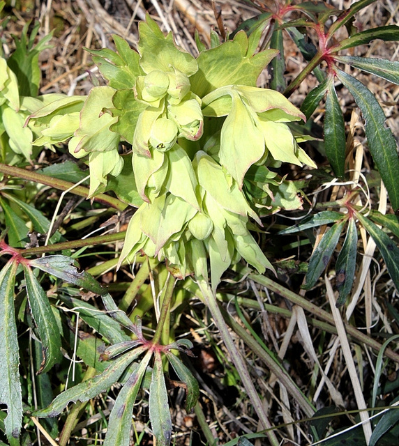 Ellebore fetide en fleur