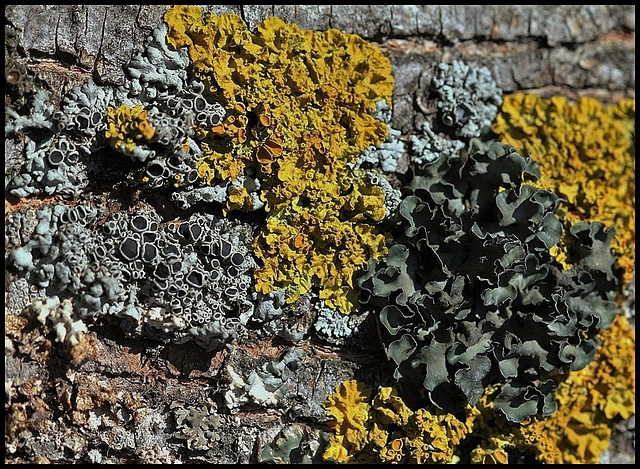 Lichens sur ecorce de frêne