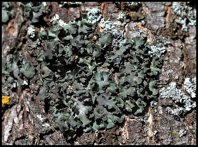 Parmelia acetabulum- Lichen