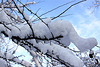 20101218 9008Aw [D~LIP] "Schneemann" auf Baum, UWZ, Bad Salzuflen