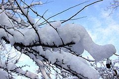 20101218 9008Aw [D~LIP] "Schneemann" auf Baum, UWZ, Bad Salzuflen
