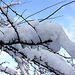 20101218 9008Aw [D~LIP] "Schneemann" auf Baum, UWZ, Bad Salzuflen