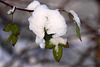 20101218 9014Aw [D~LIP] Schnee und grüne Blätter, UWZ, Bad Salzuflen