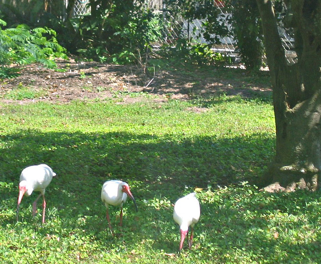 Ibis backyard..