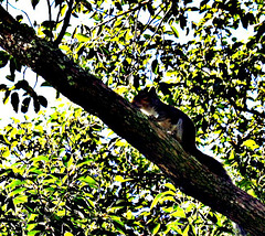 Squirrel in camphor tree