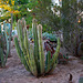 Cactus Garden at Pioneer Museum (8446)