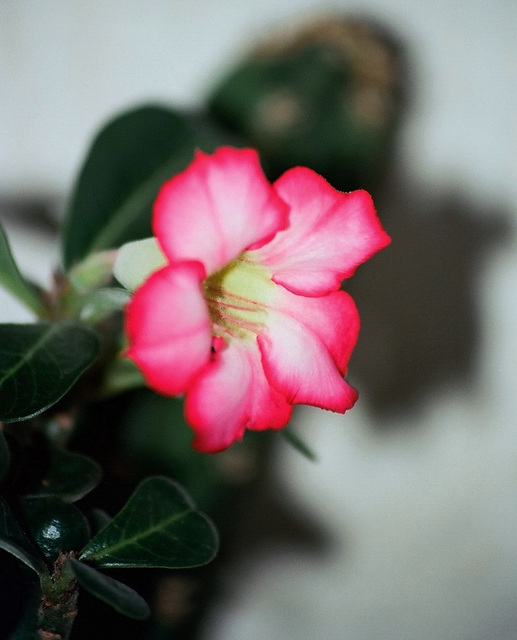 adenium obesum septembre 2010 (2)