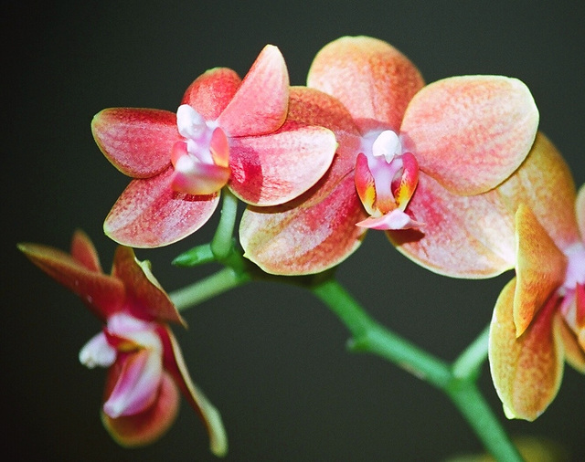 Phalaenopsis