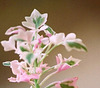 Senecio articulatus variegata (2)