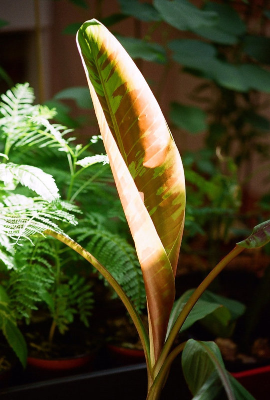 Musa au coeur de ma jungle