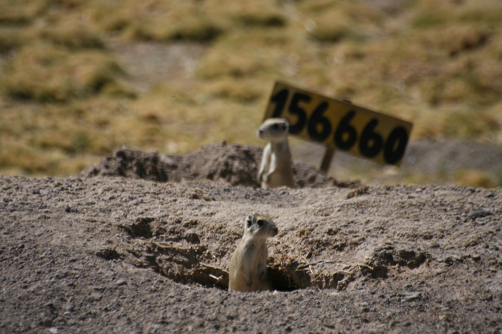 Wild Cavies