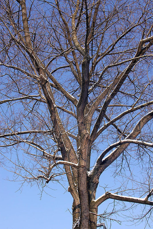 20101218 9039Aw [D~LIP] Baum und Schnee, UWZ, Bad Salzuflen