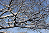 20101218 9004Aw [D~LIP] Baum und Schnee, UWZ, Bad Salzuflen