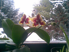 Orkideo en la fenestro