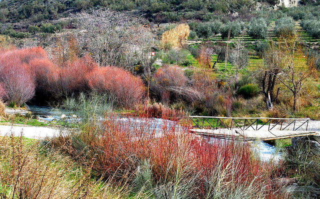 No hay colores en invierno?