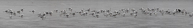 20110101 1941-44Aw [D~OB] Lachmöwen (Chroicocephalus ridibundus), [Panorama], Oberhausen