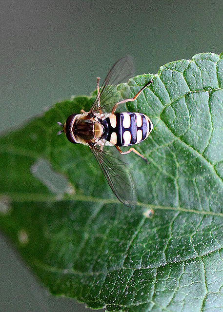 20100723 6827Mw [D~LIP] Späte Großstirnschwebfliege (Scaeva pyrastri) [Blasenköpfige-, Halbmond-, Johannisbeer-Schwebfliege]], Bad Salzuflen