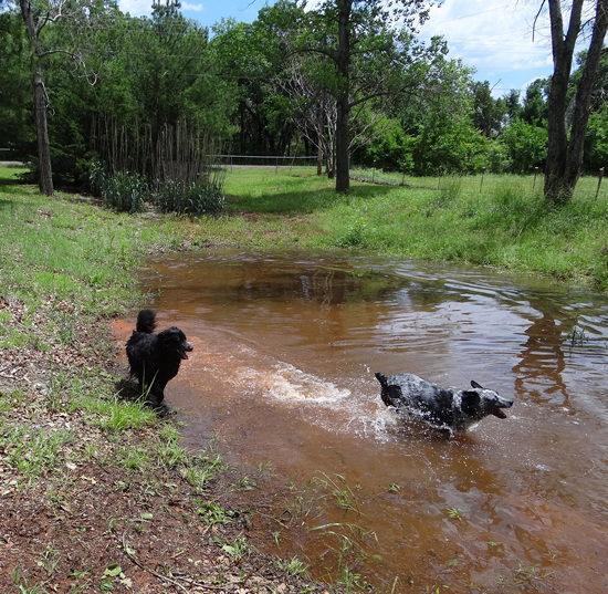 The Boys had a blast in the Magic Pond !