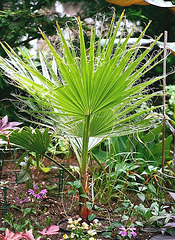 Washingtonia robusta