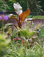 Ensete ventricosum