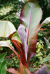 Ensete ventricosum (2)