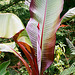 Ensete ventricosum (2)