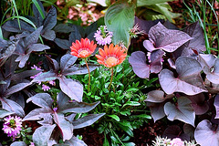 Gazania et ipomées