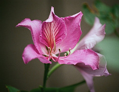 Bauhinia