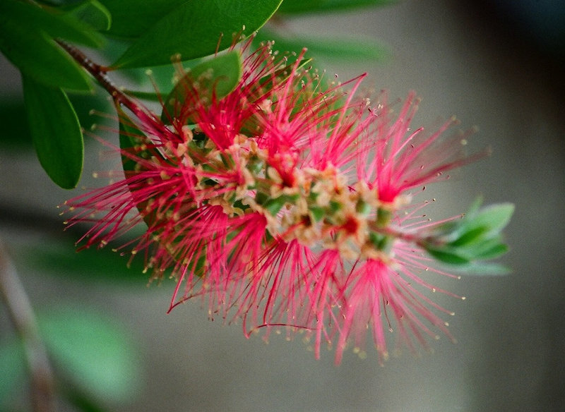 Callistemon laevis