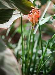 Kniphofia