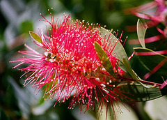 Callistemon laevis (2)