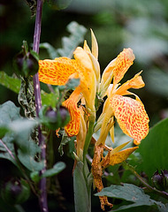 Canna (2)