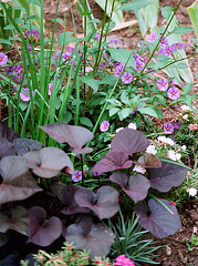 Solanum et ipomées