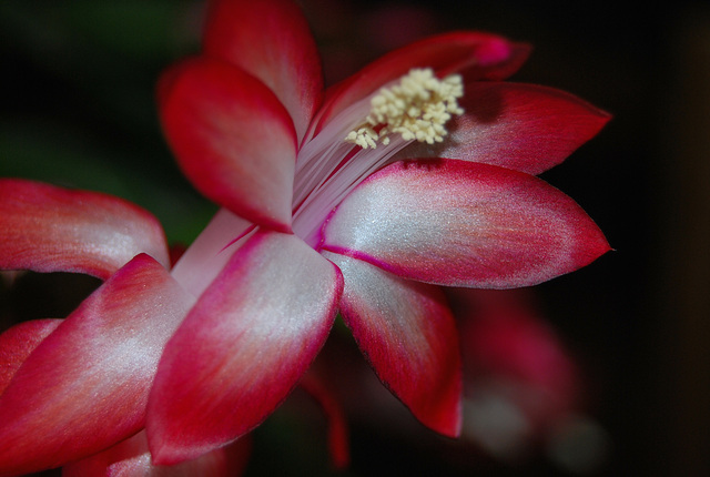 Fleur de cactus