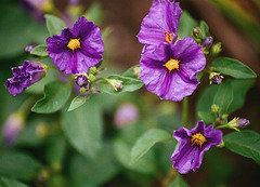 Solanum rantonetti (2)