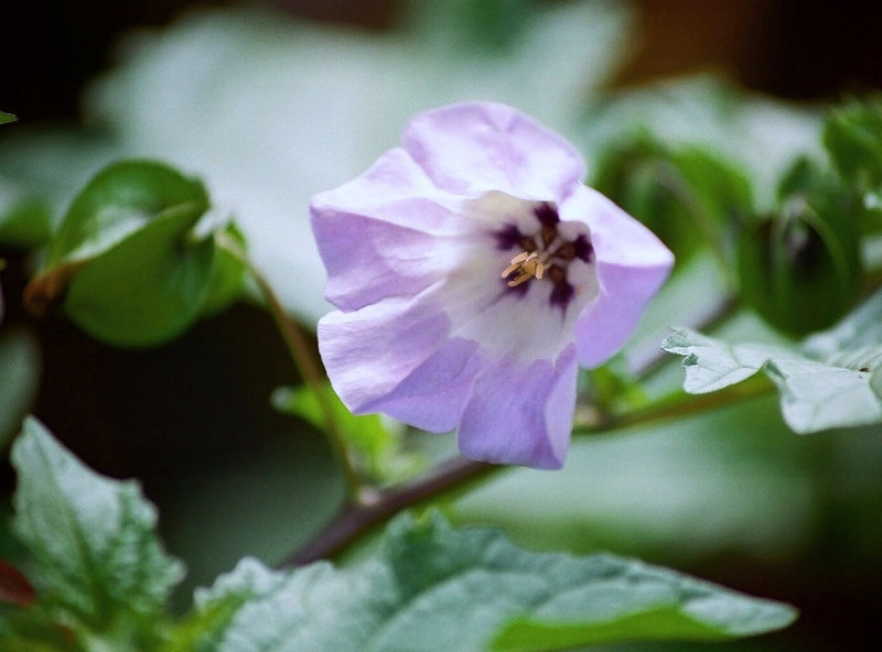Nicandra physaloides issue de semis