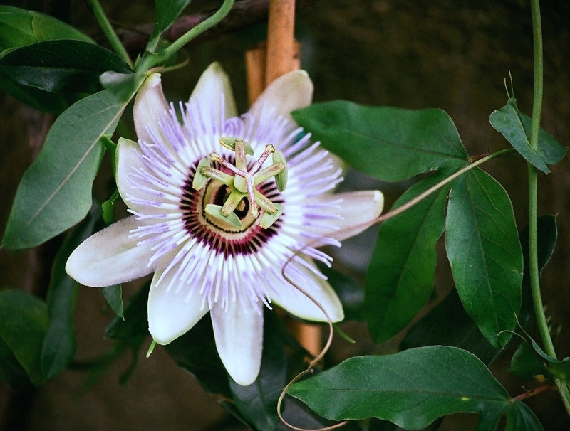 Passiflora caerulea (2)