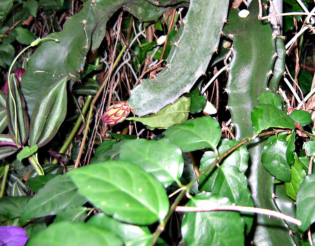 Small Cereus bud