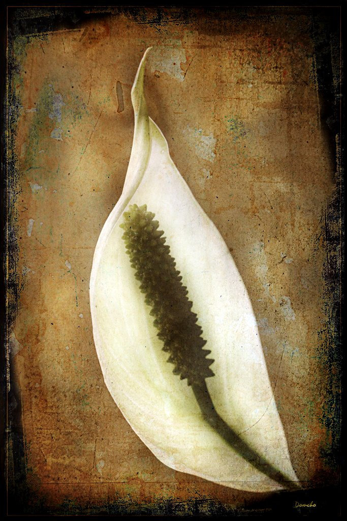 Spathiphyllum l'ancien....